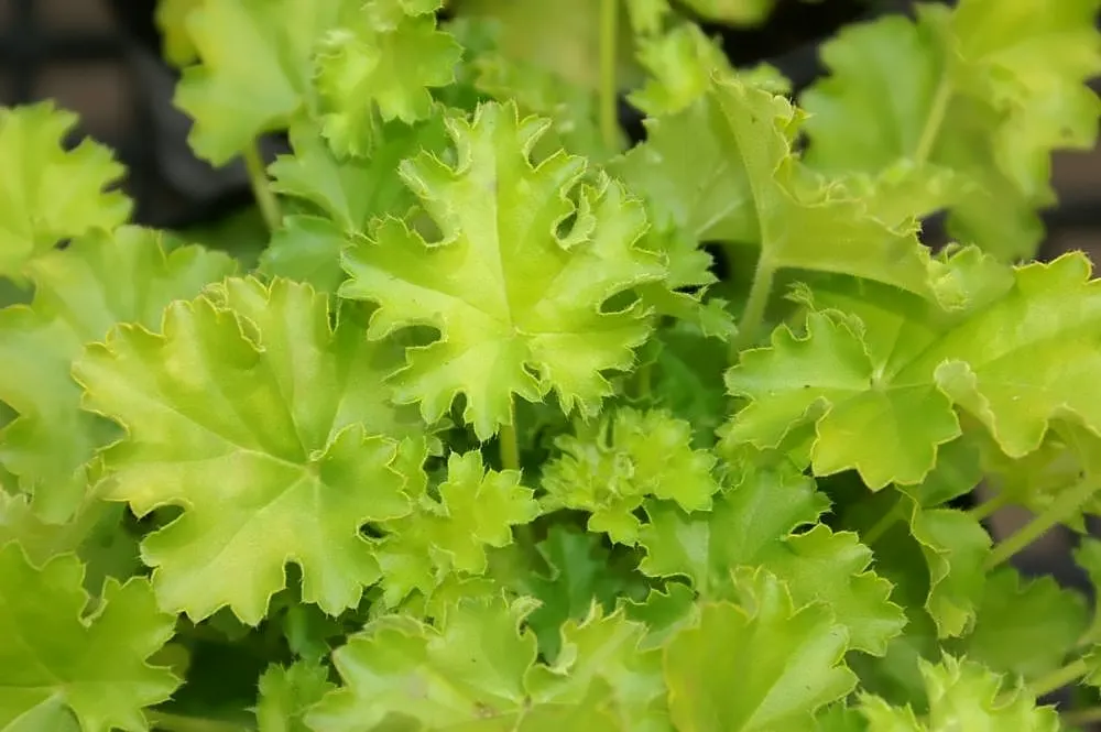 Heuchera Coral Bells (Heuchera 'Gotham') — commonly known as Gotham Coral Bells; ground cover / perennial with white and yellow blooms