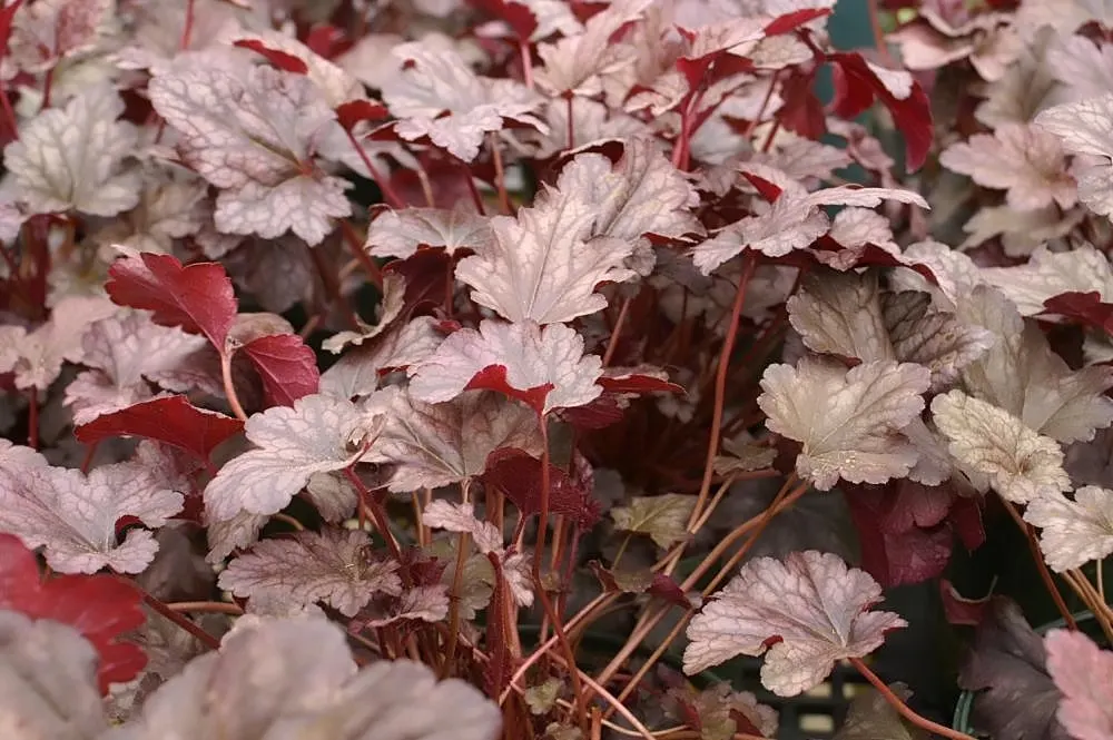 Heuchera Coral Bells (Heuchera 'Gotham') — with ruffled deep purple leaves that create a dense