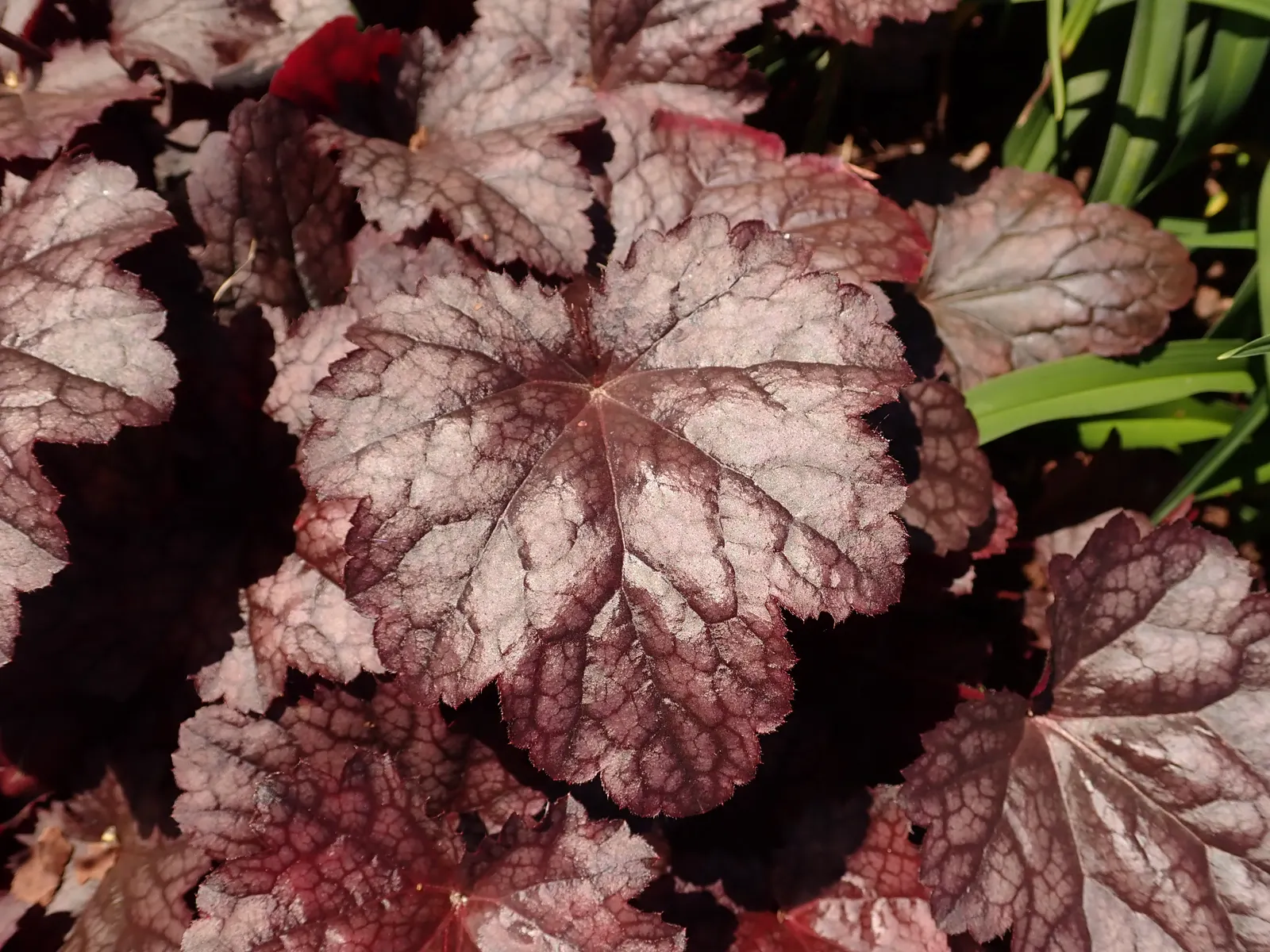 Heuchera Coral Bells (Heuchera 'Gotham') — and are hardy in USDA zones 4 through 9.<br><br>For an impactful landscape design