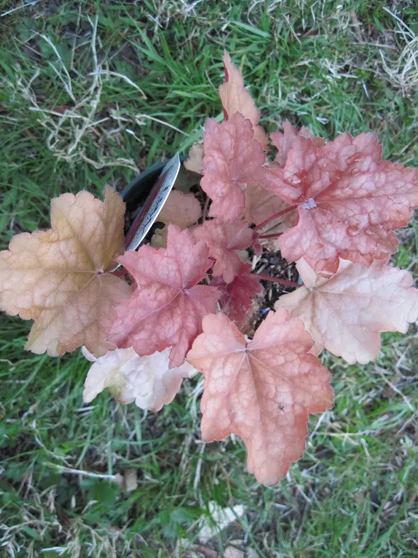 Heuchera Coral Bells (Heuchera 'Gotham') — consider mass planting Heuchera 'Gotham'