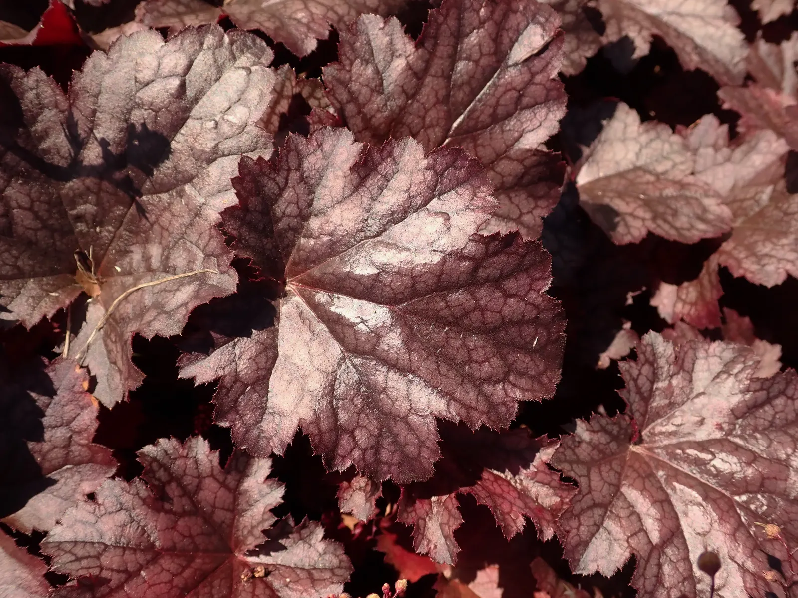 Heuchera Coral Bells (Heuchera 'Gotham') — These flowers are a magnet for pollinators