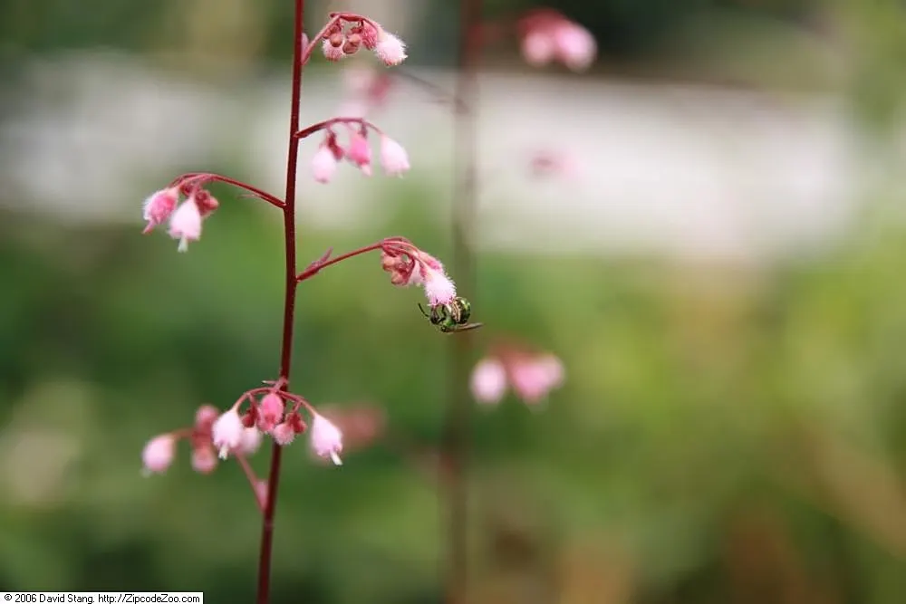 Heuchera Coral Bells (Heuchera 'Gotham') — typically reaching heights of 8 to 12 inches with a similar spread of 12 to 18 inches; ground cover / perennial for