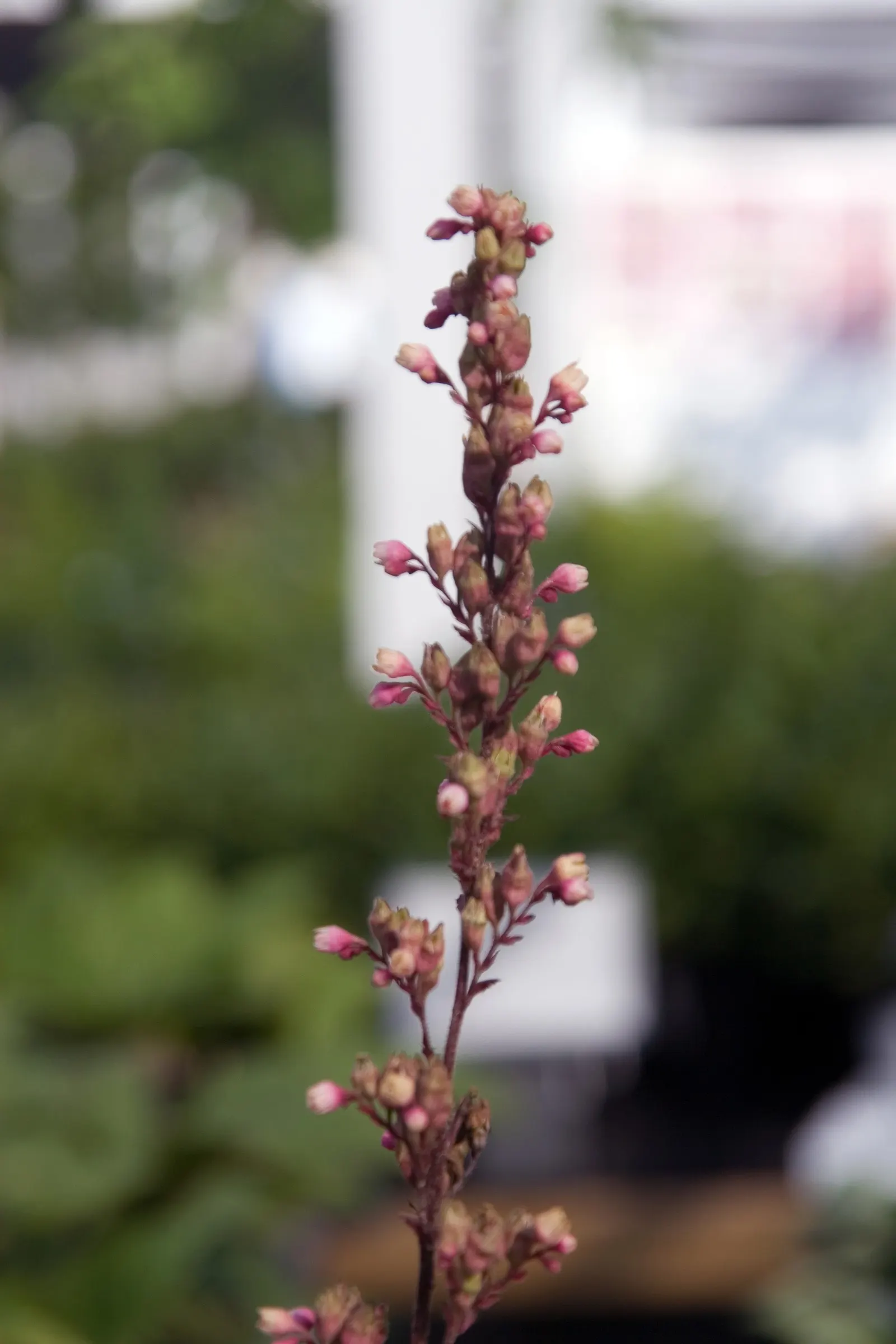 Heuchera Coral Bells (Heuchera 'Gotham') — <br><br>Gotham Coral Bells exhibit a clumping habit