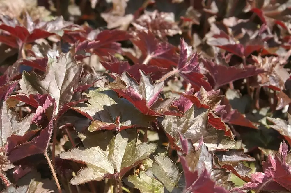 Heuchera Coral Bells (Heuchera 'Gotham') — presents a robust choice for both aesthetic appeal and practical landscaping applications; adding charm at a height