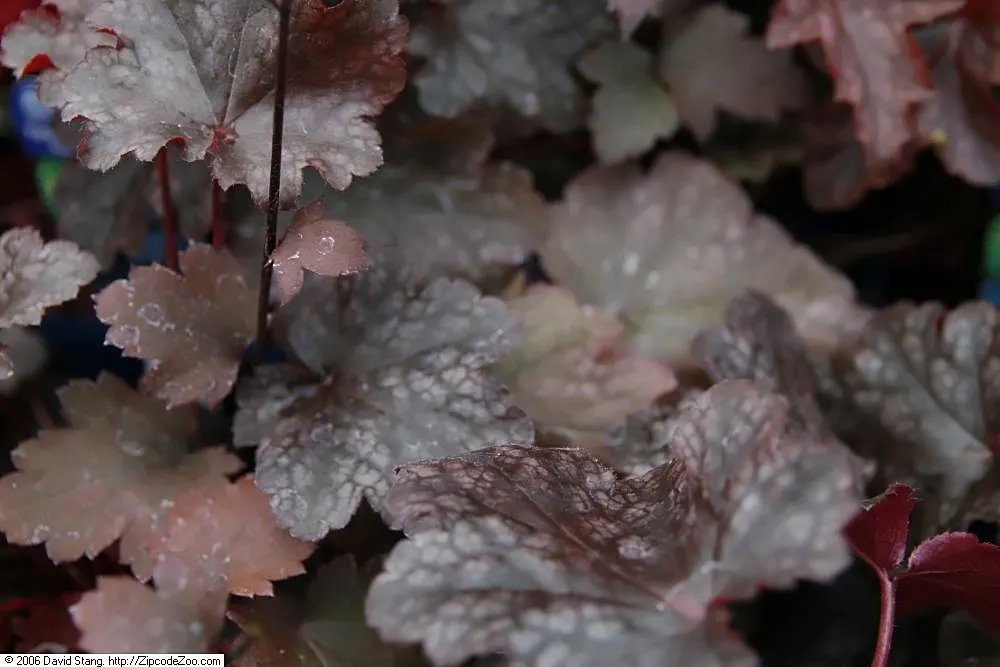 Heuchera Coral Bells (Heuchera 'Gotham') — bell-shaped white flowers on slender stems blossom in late spring to summer, image 32