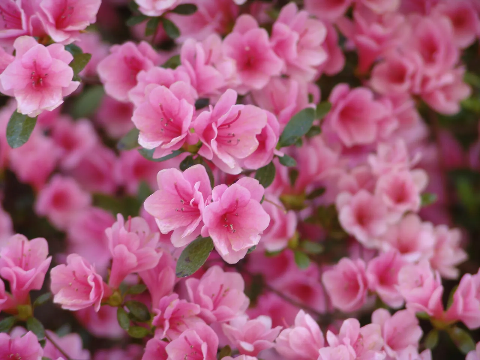 Heuchera Coral Bells (Heuchera 'Gotham') — a striking Coral Bells cultivar