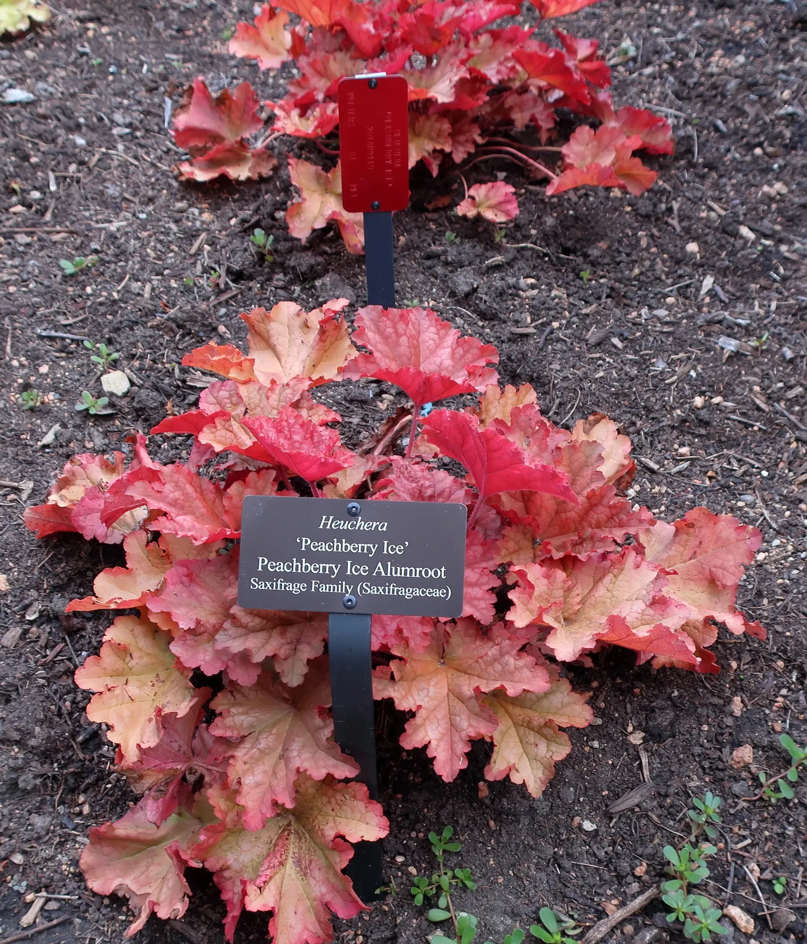 Heuchera Coral Bells (Heuchera 'Gotham') — making them an excellent ground cover or border plant