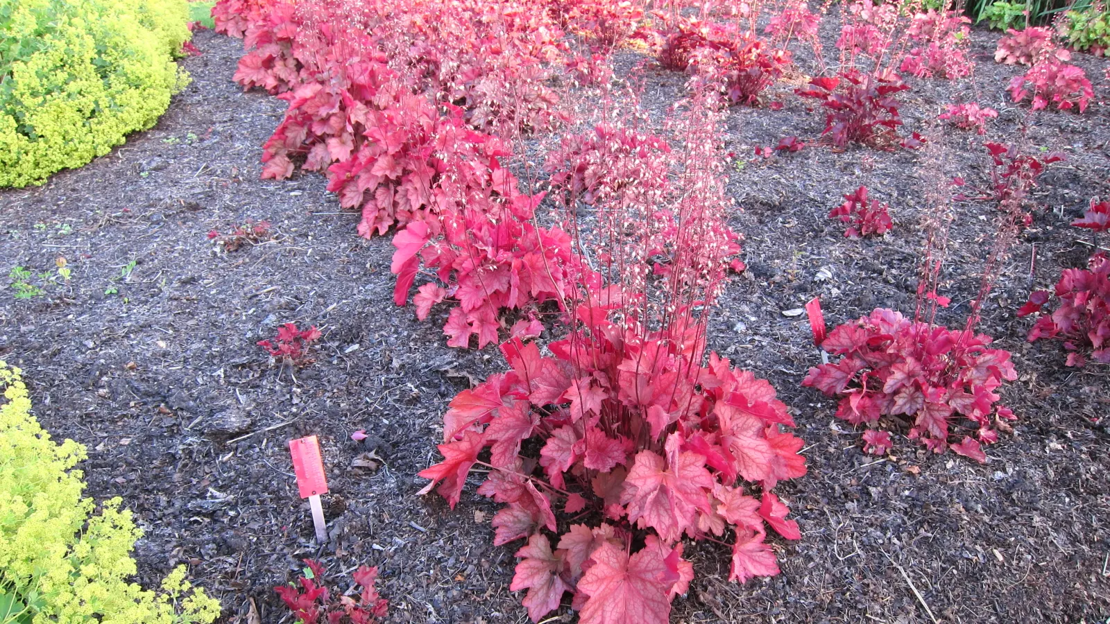 Heuchera Coral Bells (Heuchera 'Gotham') — The striking foliage features deep purplish-green leaves accompanied by darker veins