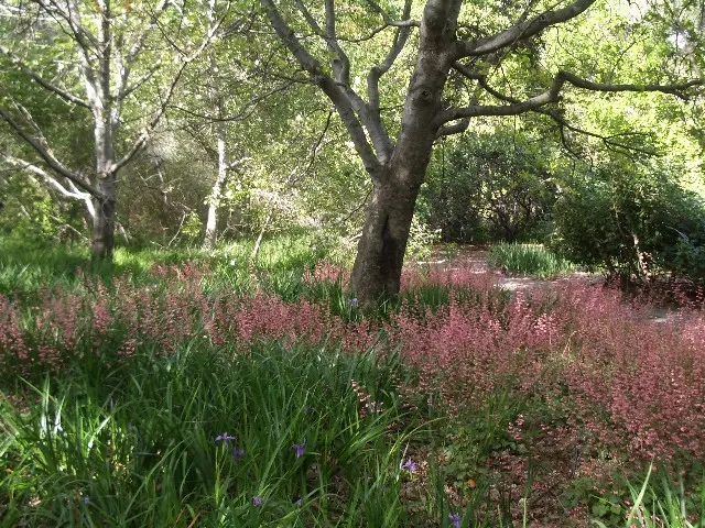 Heuchera Coral Bells (Heuchera 'Gotham') — ground cover / perennial for half or shade