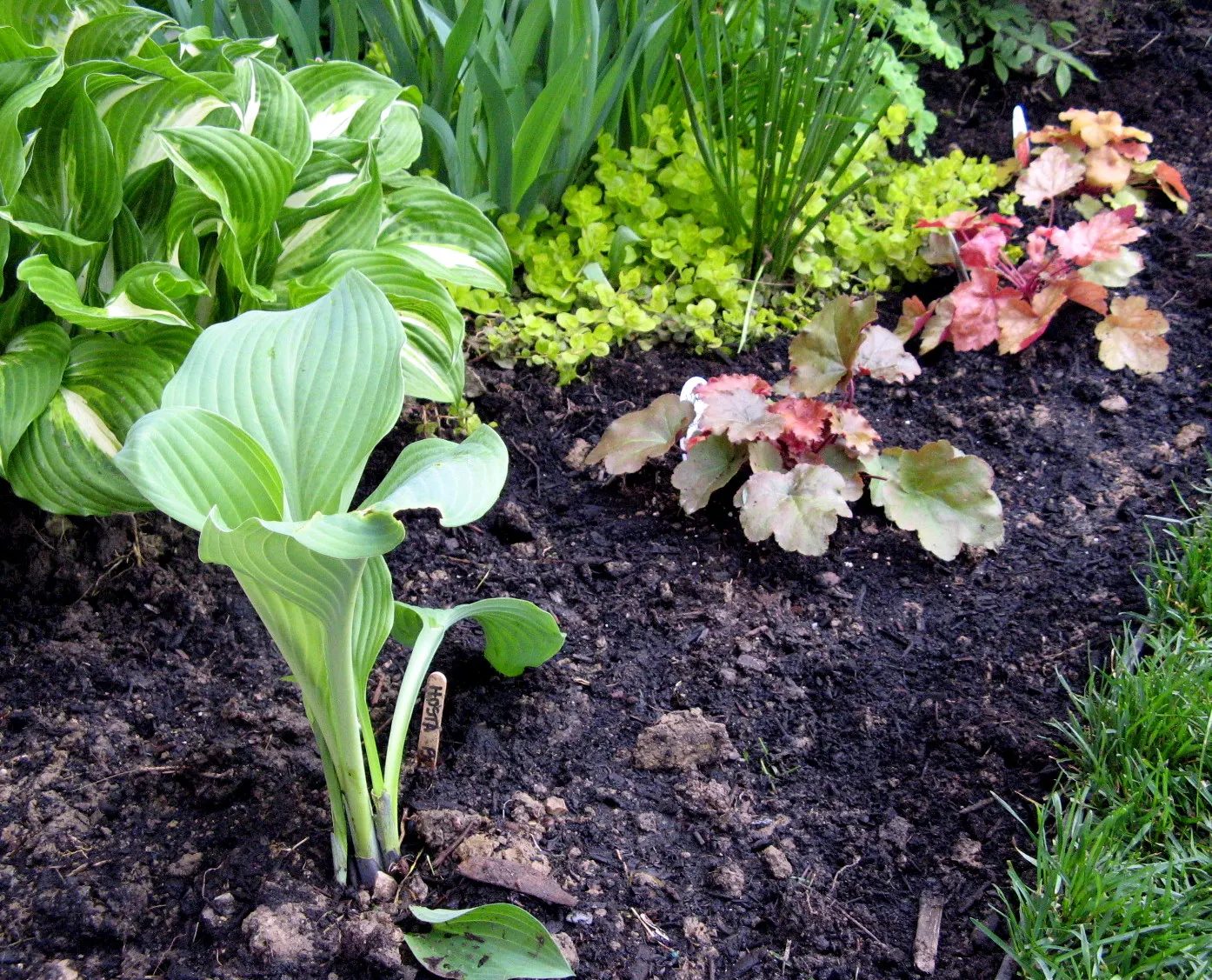 Heuchera Coral Bells (Heuchera 'Gotham') — the Heuchera 'Gotham' prefers partial to full shade and well-drained soils with a pH near neutral