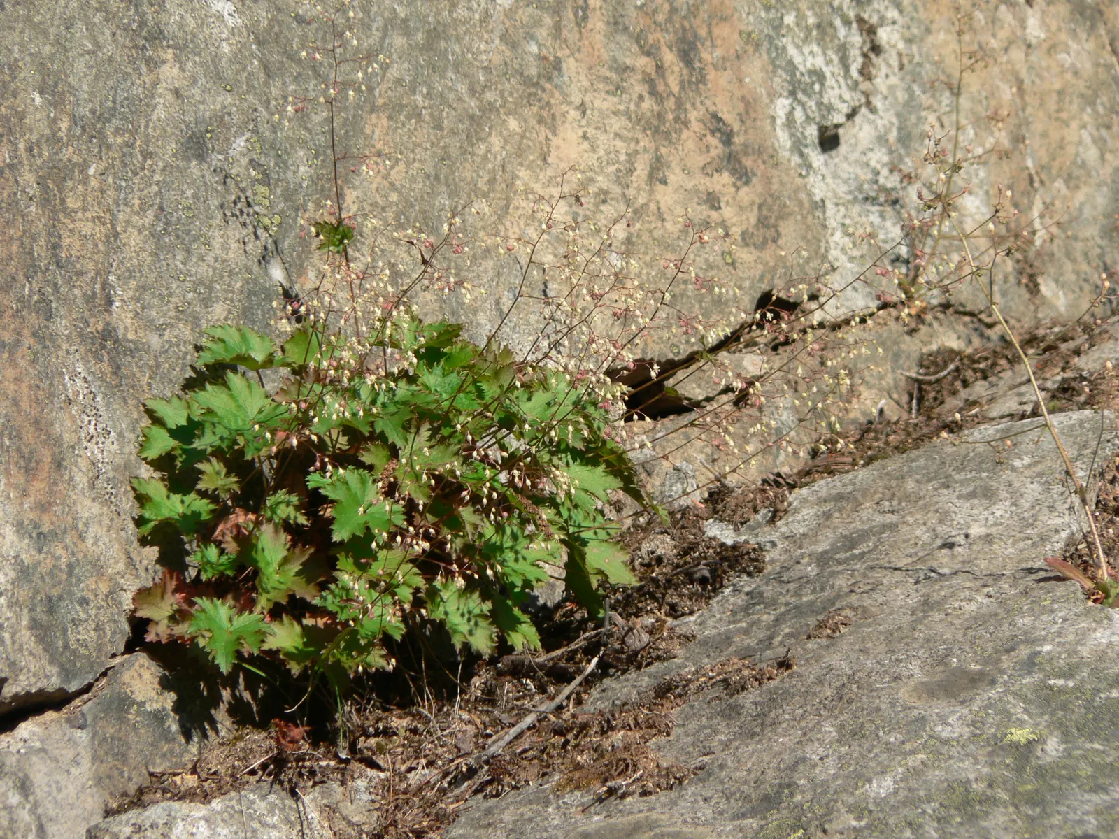 Heuchera Coral Bells (Heuchera 'Gotham') — commonly known as Gotham Coral Bells