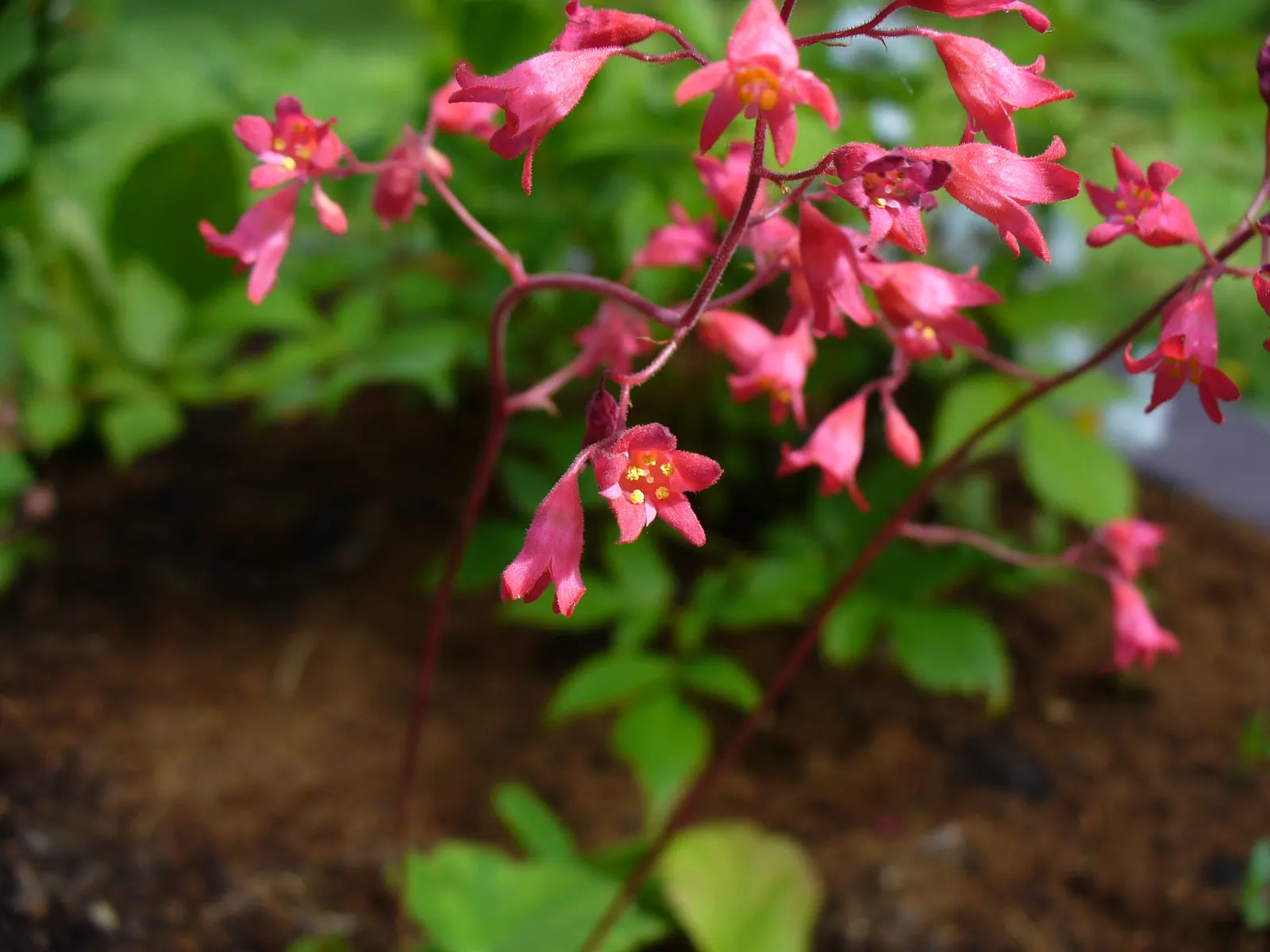 Heuchera Coral Bells (Heuchera 'Gotham') — presents a robust choice for both aesthetic appeal and practical landscaping applications