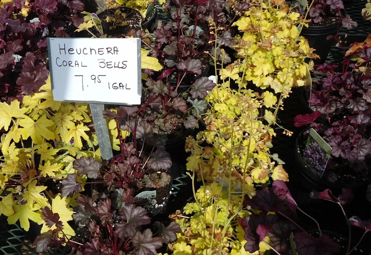 Heuchera Coral Bells (Heuchera 'Gotham') — a striking Coral Bells cultivar; mounded habit reaching up to 12 inches tall and 18 inches wide