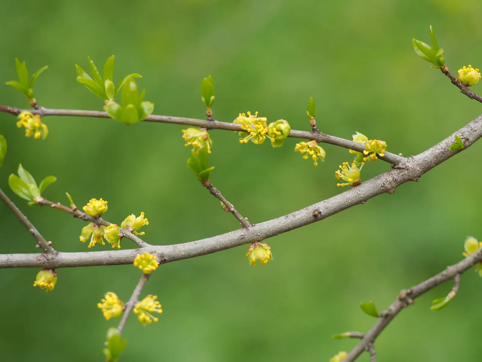 New Mexico Privet (Forestiera Neomexicana) — native to the southwestern United States