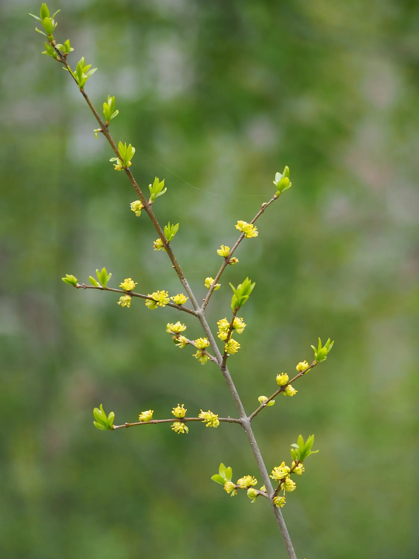 New Mexico Privet (Forestiera Neomexicana) — the New Mexico Privet produces inconspicuous yellow-green flowers
