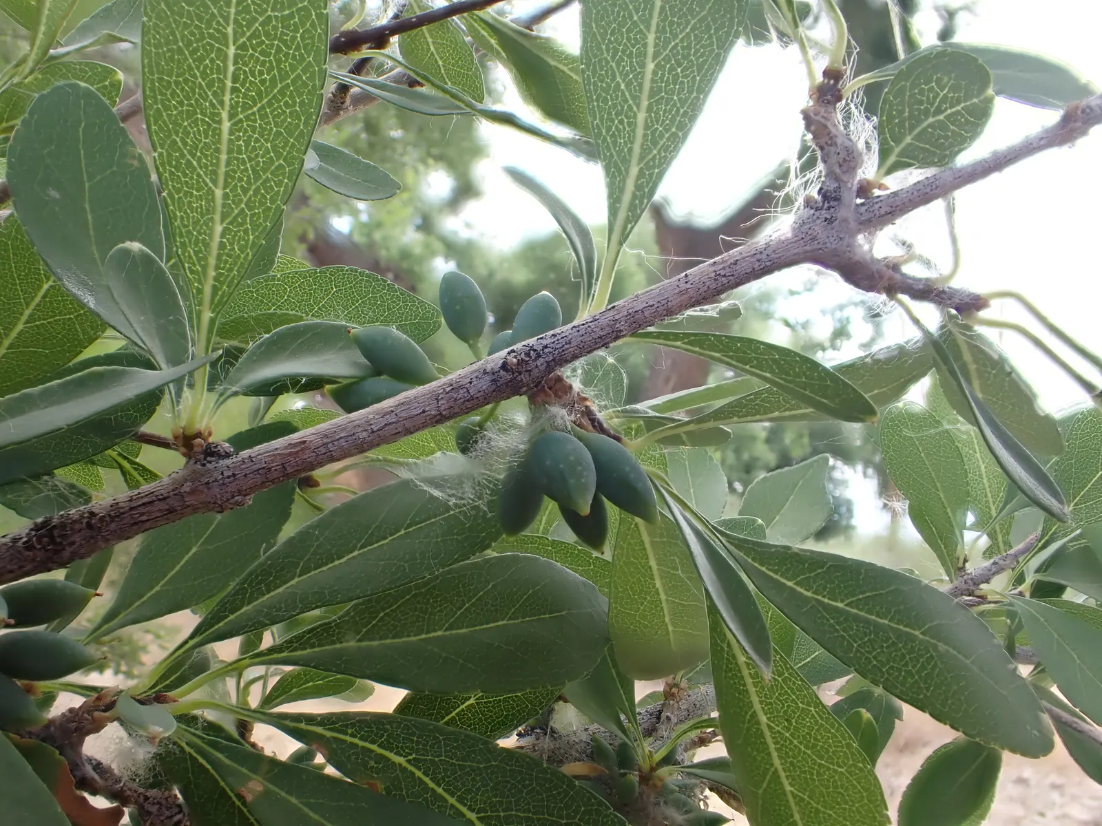 New Mexico Privet (Forestiera Neomexicana) — It's excellent for screens or natural landscaping due to its dense, rounded growth habit