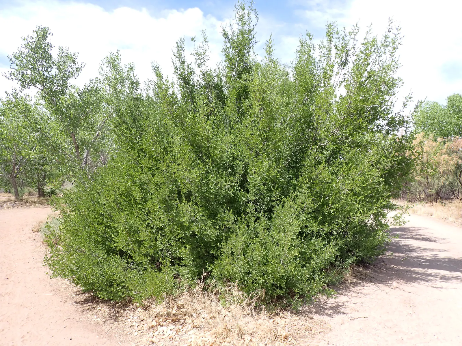 New Mexico Privet (Forestiera Neomexicana) — This multi-stemmed, native plant thrives in USDA zones 4-8 with minimal water