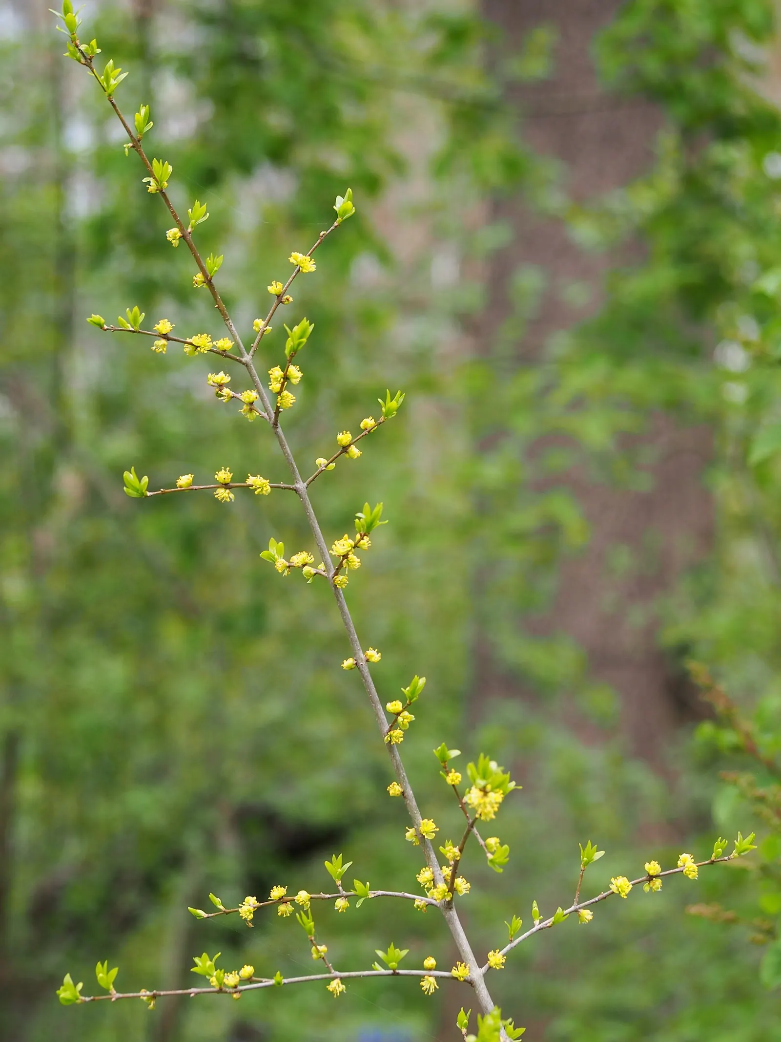 New Mexico Privet (Forestiera Neomexicana) — multi-stemmed form that can be trained into a single-trunk tree if desired