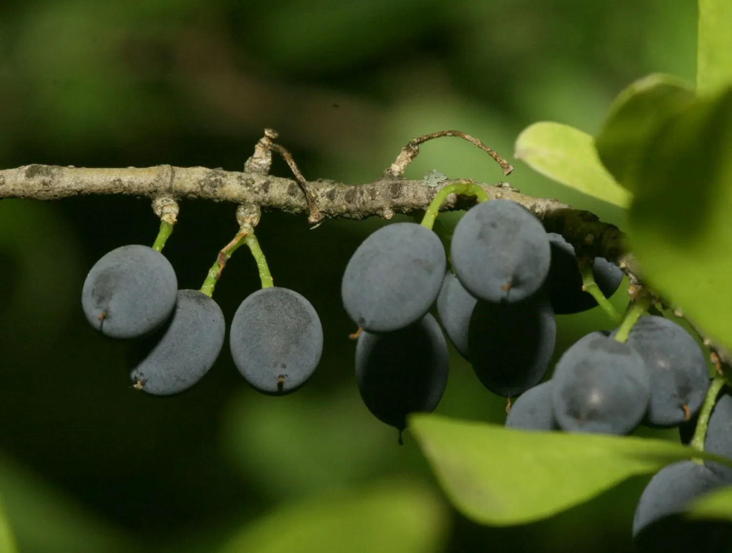 New Mexico Privet (Forestiera Neomexicana) — Berries follow, enticing birds
