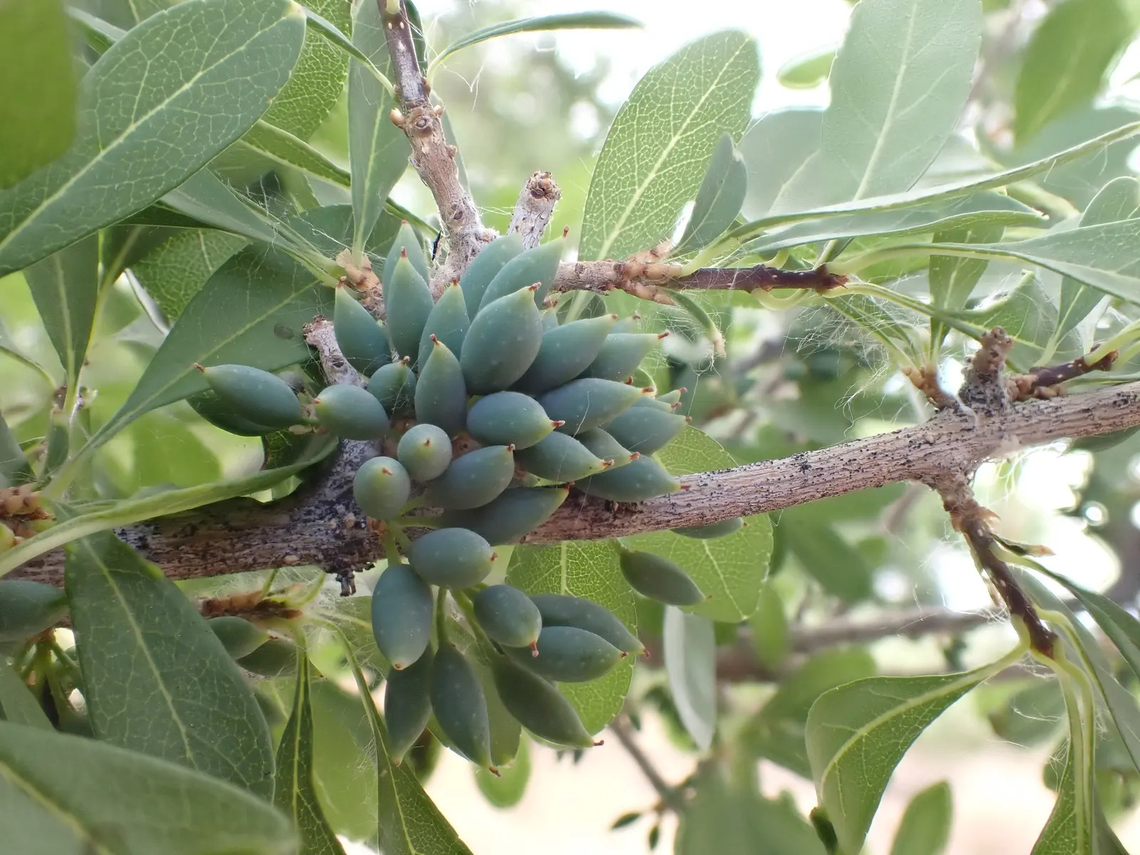 New Mexico Privet (Forestiera Neomexicana) — reaching a mature height of 5 to 15 ft