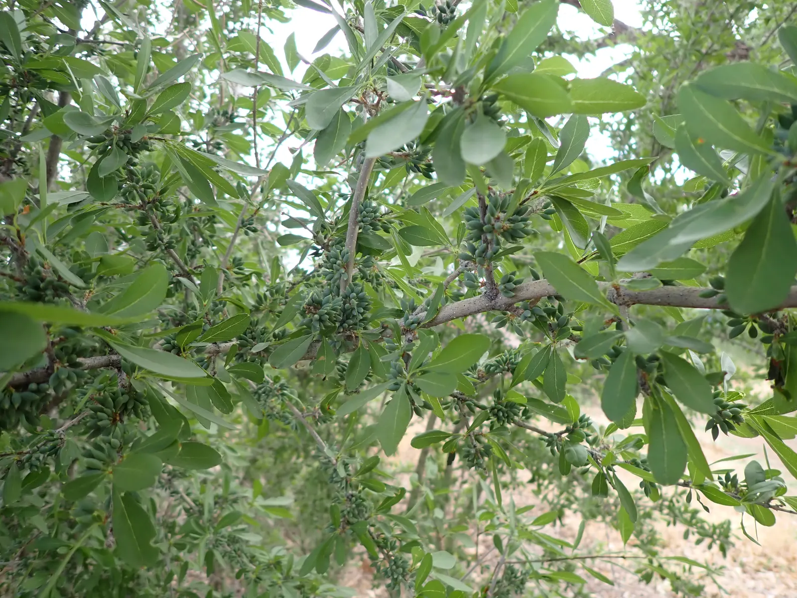 New Mexico Privet (Forestiera Neomexicana) — Its slender branches feature gray-green leaves