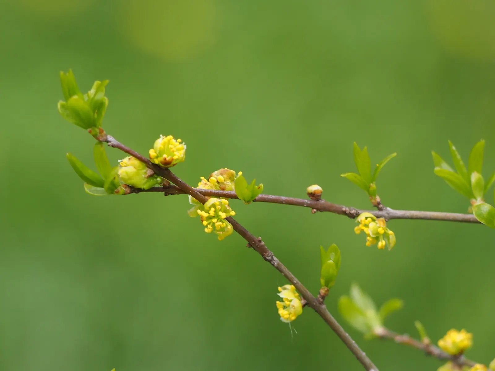 New Mexico Privet (Forestiera Neomexicana) — before the foliage emerges