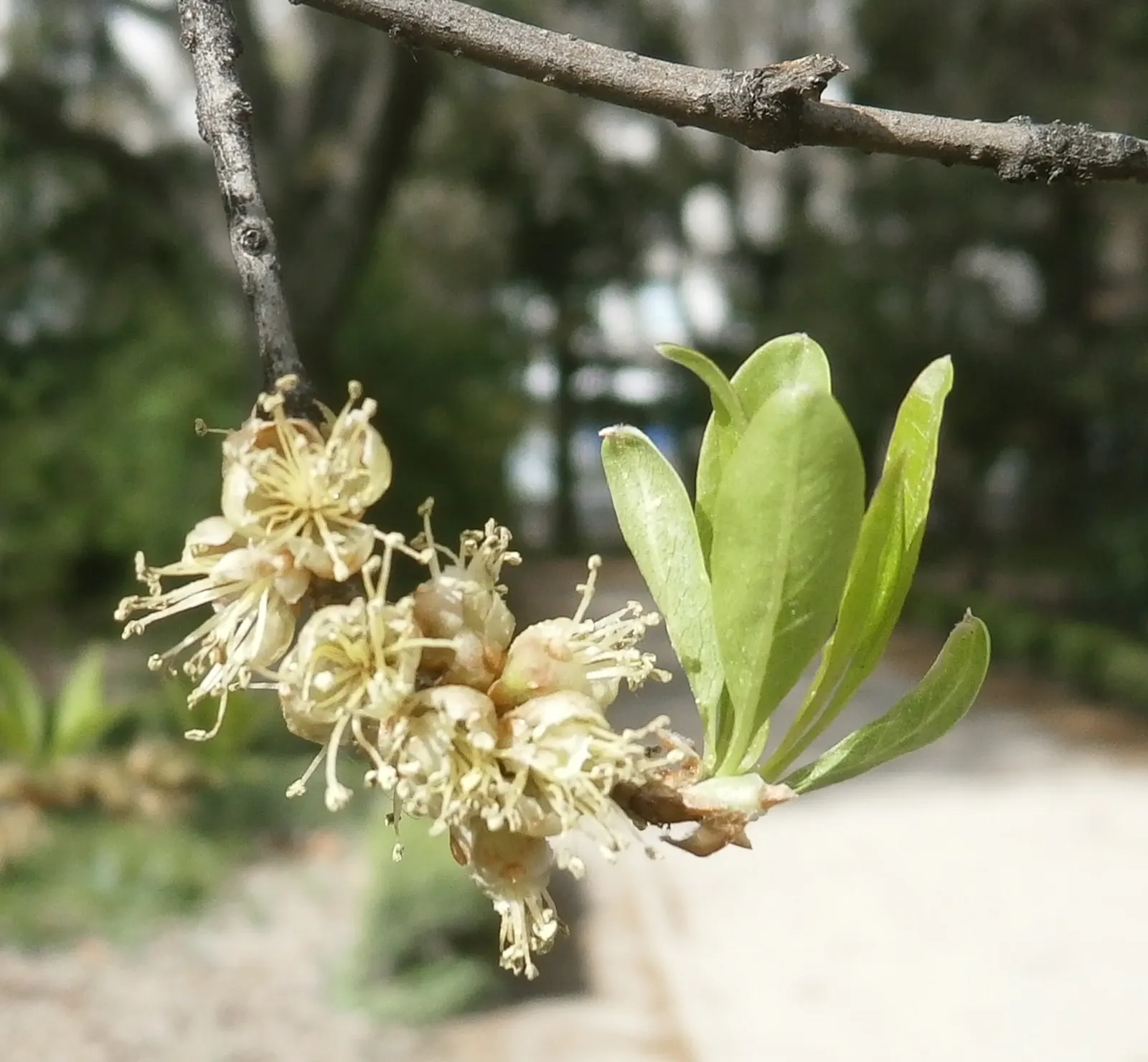 New Mexico Privet (Forestiera Neomexicana) — while yellow-green flowers blossom in early spring