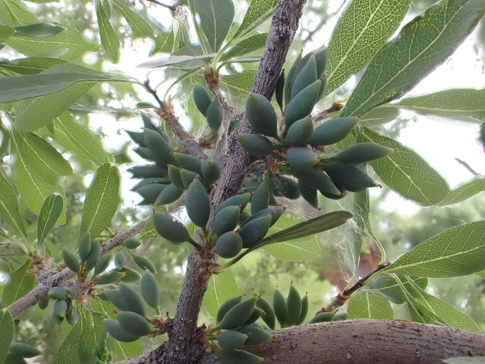 New Mexico Privet (Forestiera Neomexicana) — stands as a deciduous shrub