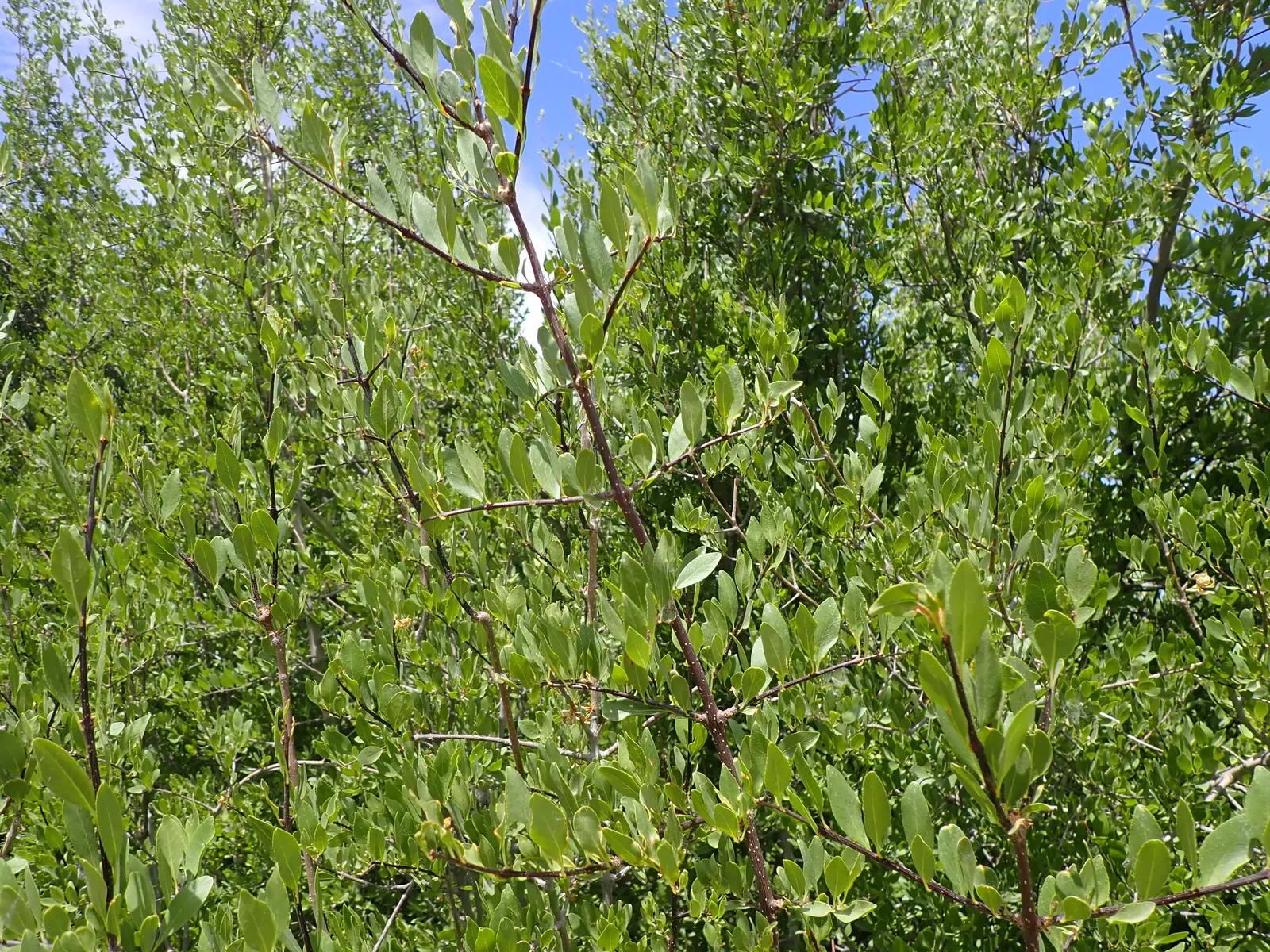 New Mexico Privet (Forestiera Neomexicana) — before transitioning to a striking yellow in the fall
