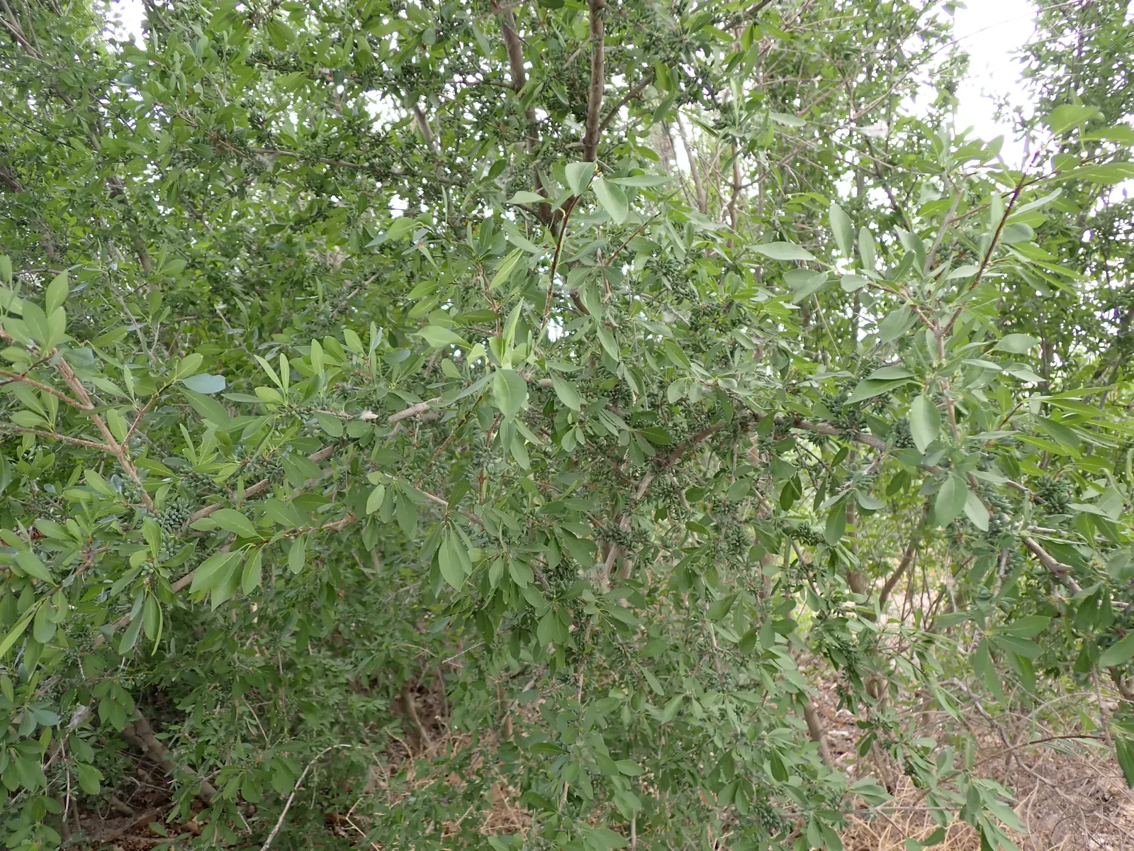 New Mexico Privet (Forestiera Neomexicana) — meaning individual plants have either male or female flowers.<br><br>The leaves are lance-shaped
