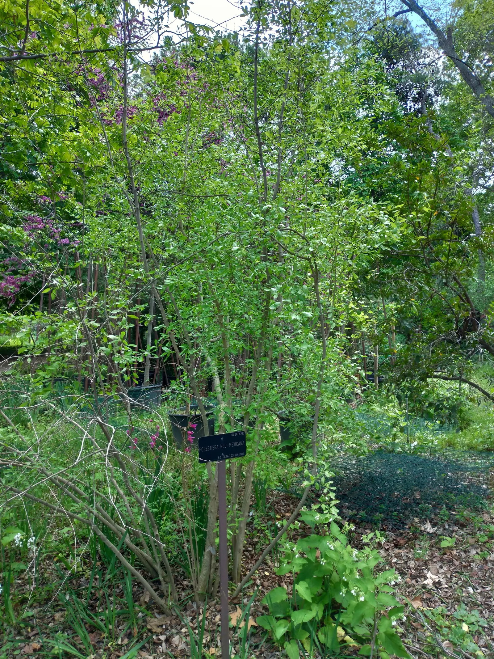 New Mexico Privet (Forestiera Neomexicana) — is a versatile and hardy deciduous shrub