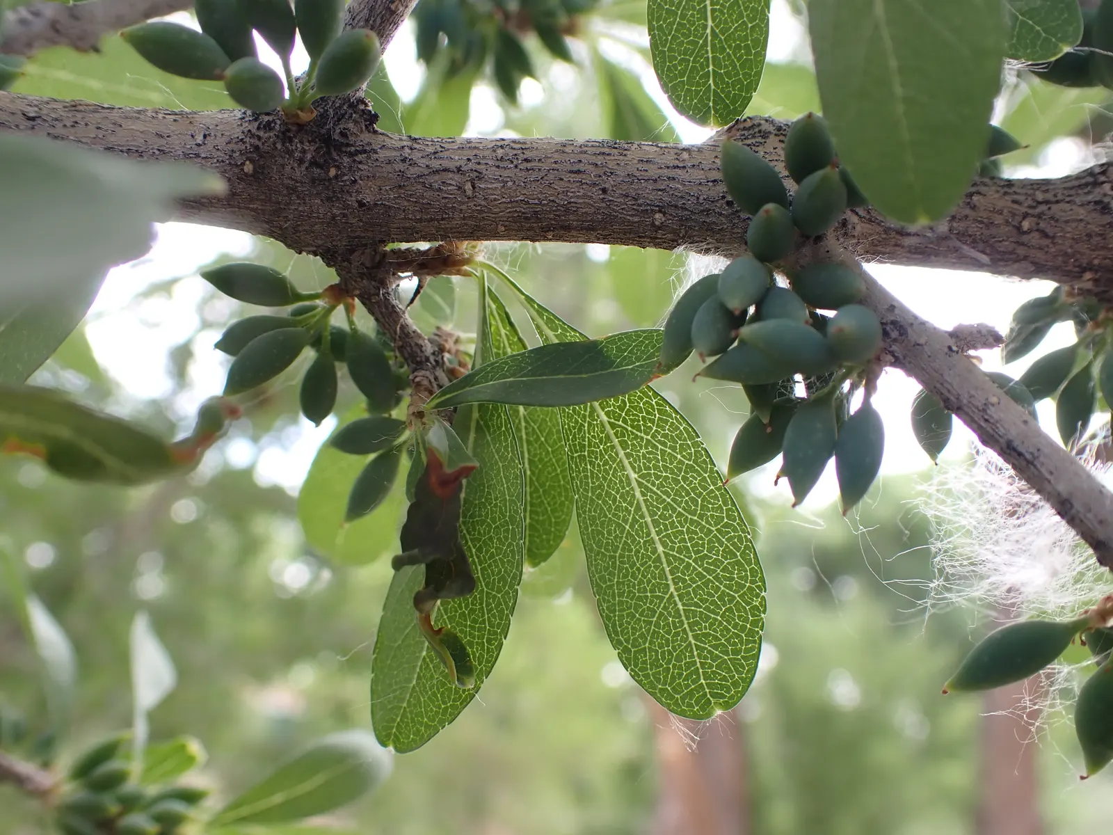 New Mexico Privet (Forestiera Neomexicana) — scientifically known as Forestiera neomexicana
