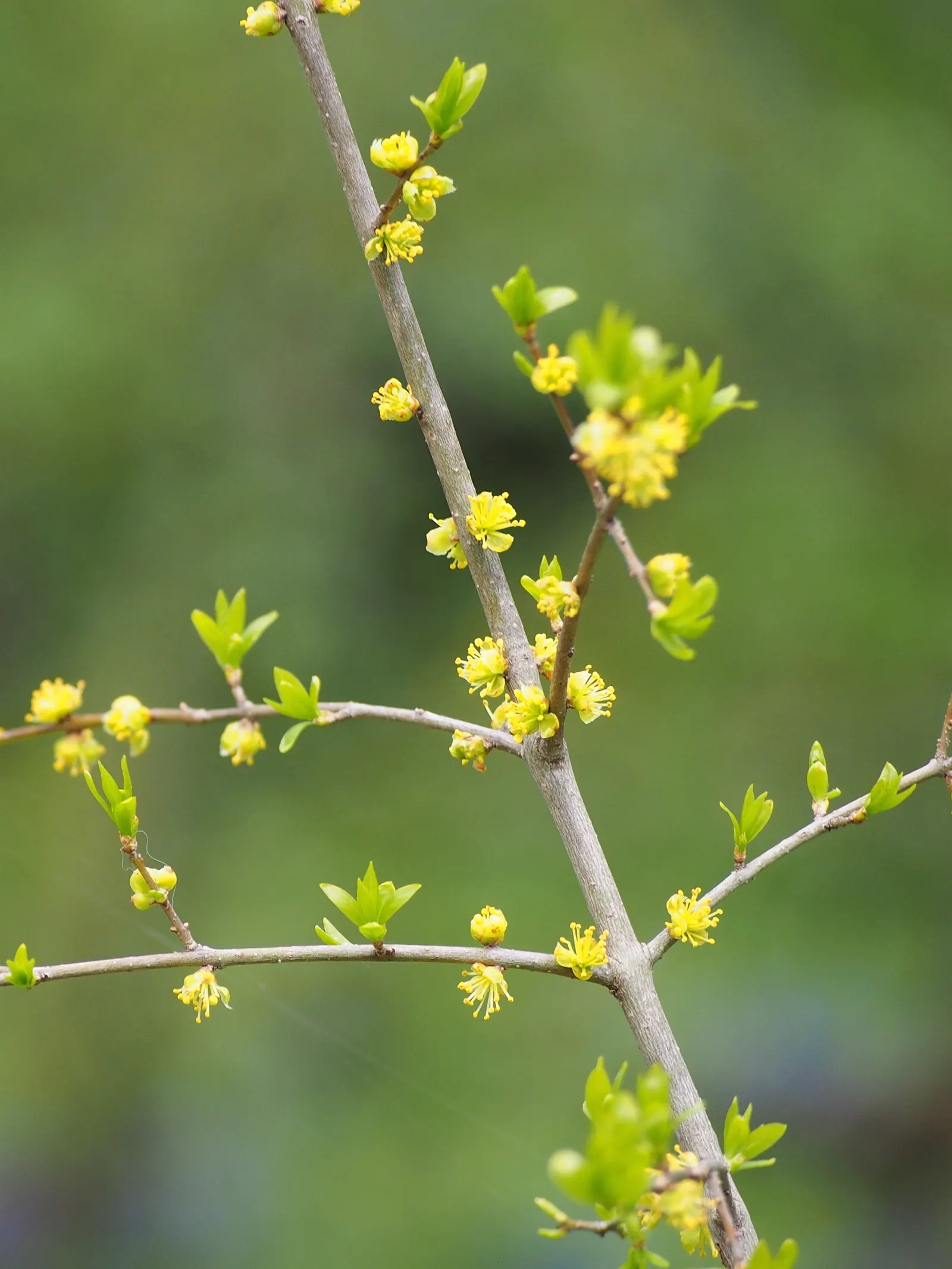 New Mexico Privet (Forestiera Neomexicana) — offering a bright green hue in spring and summer