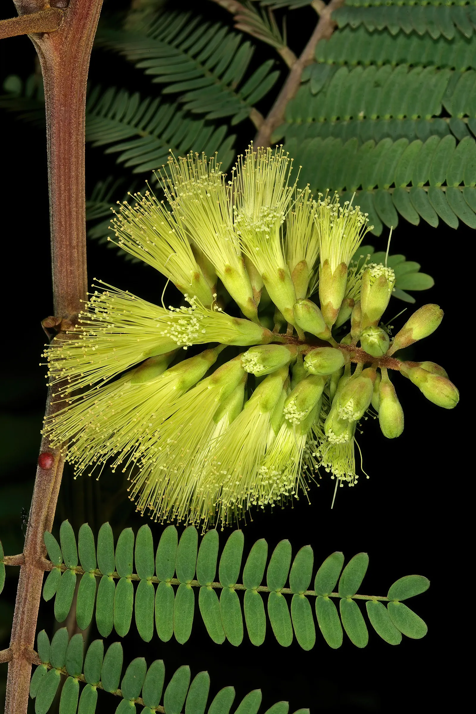 Plume Albizia (Albizia Distachya) — and is lauded for its resiliency and adaptability in a range of soil conditions