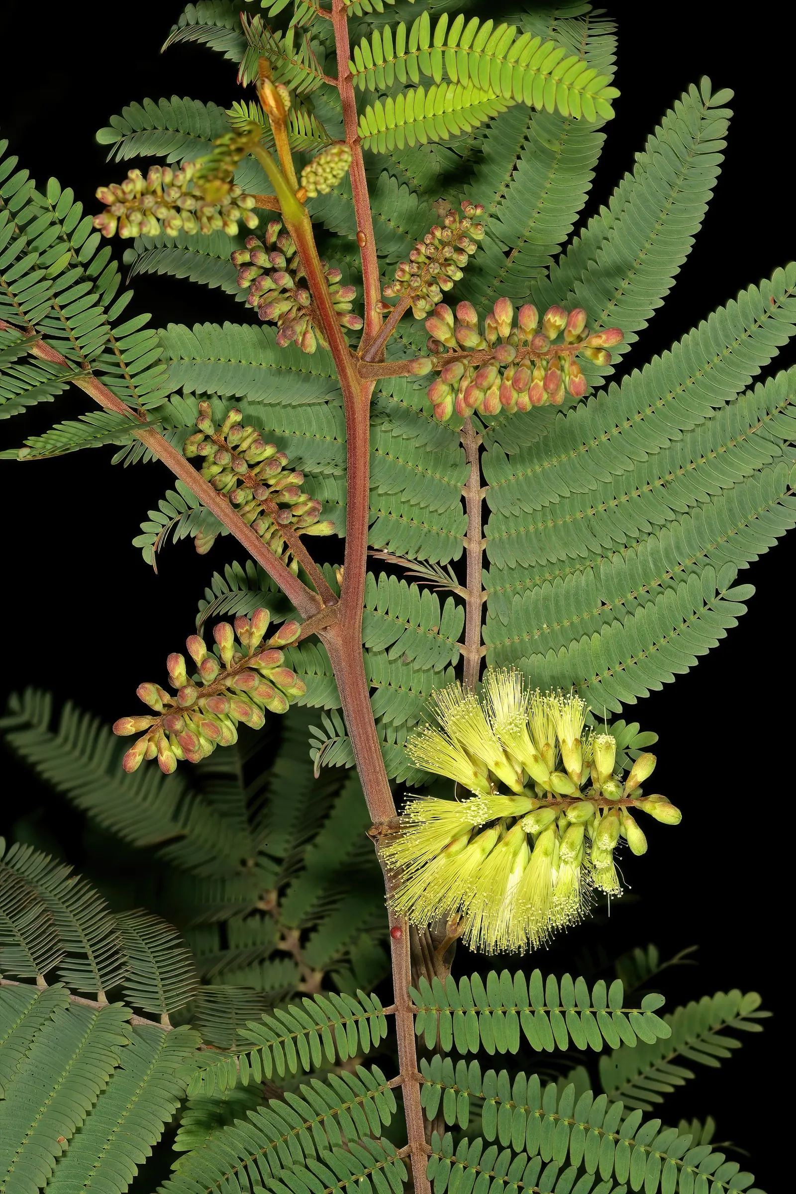Plume Albizia (Albizia Distachya) — This low-maintenance tree prefers full sun, well-drained soils, and is drought-tolerant once established