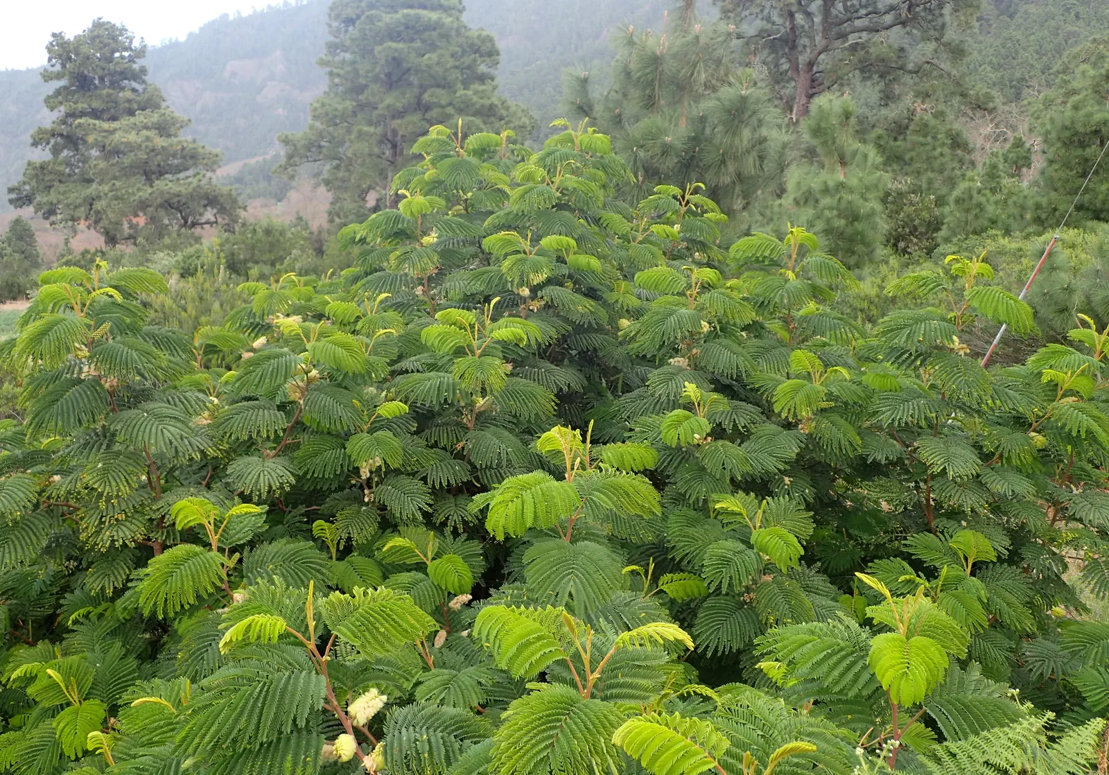 Plume Albizia (Albizia Distachya) — fast-growing deciduous tree; and is lauded for its resiliency and adaptability in a range of soil conditions