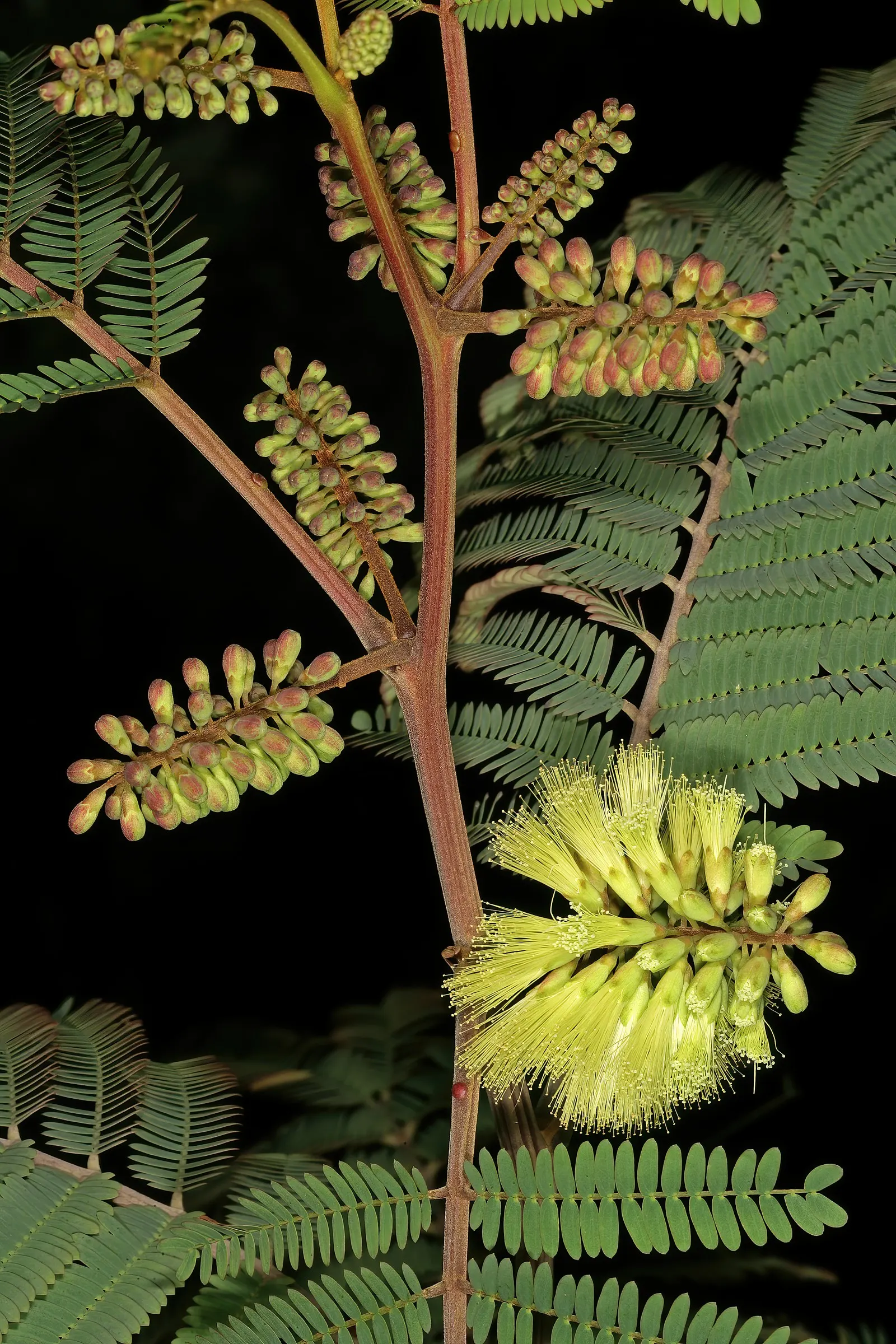 Plume Albizia (Albizia Distachya) — requiring occasional pruning to maintain its shape and promote a more lush growth