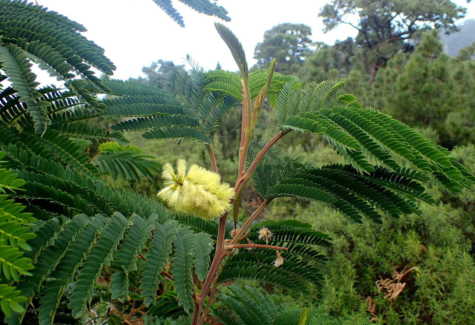 Plume Albizia (Albizia Distachya) — tree for full or half