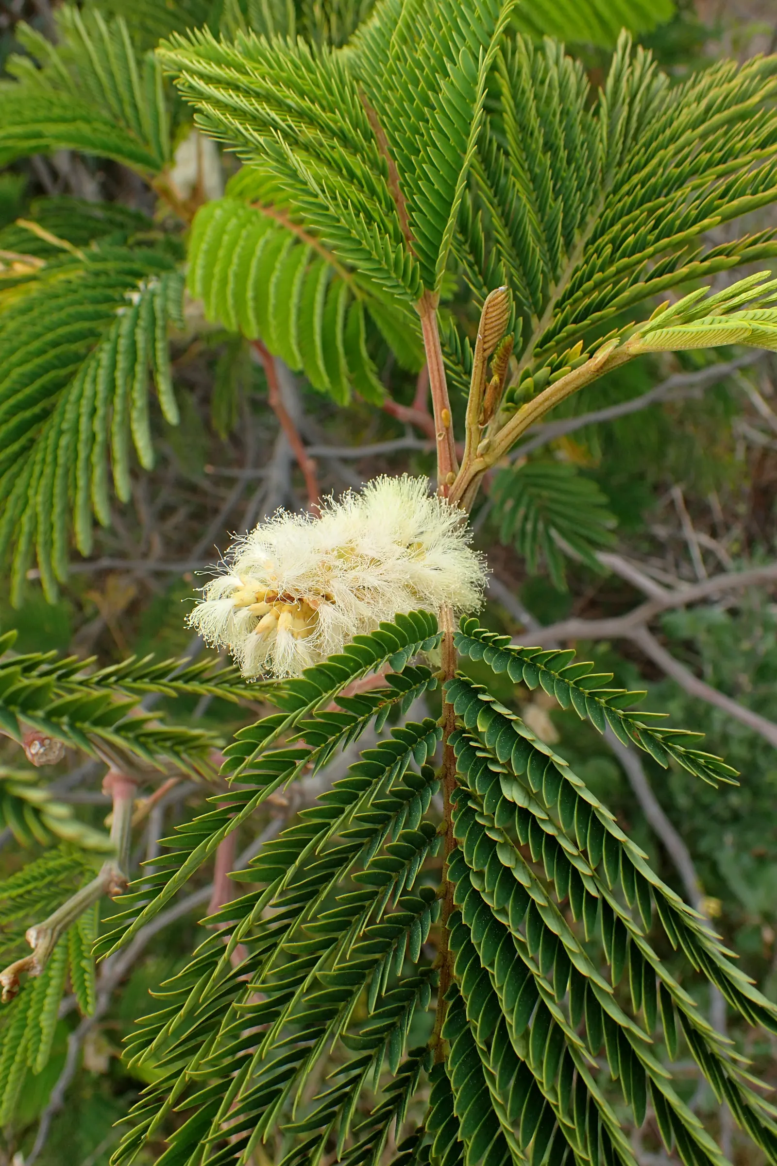Plume Albizia (Albizia Distachya) — provided they are well-draining; tree for full or half
