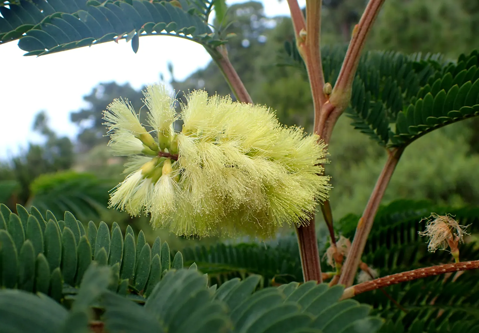 Plume Albizia (Albizia Distachya) — then moderate once the tree is well-established