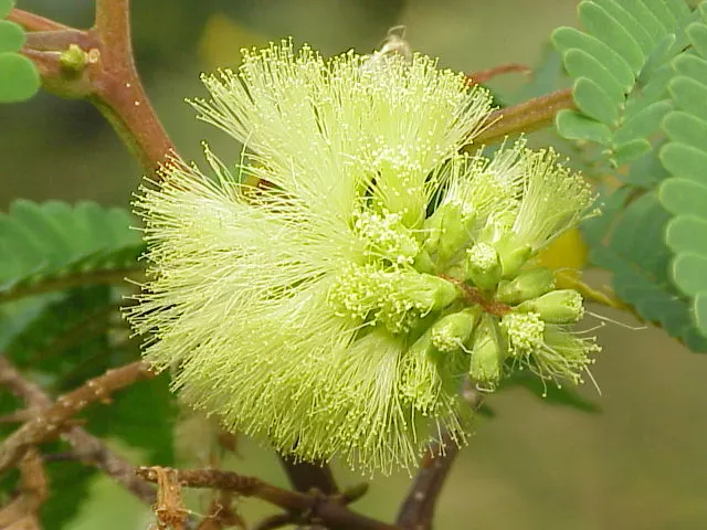 Plume Albizia (Albizia Distachya) — Watering should be regular