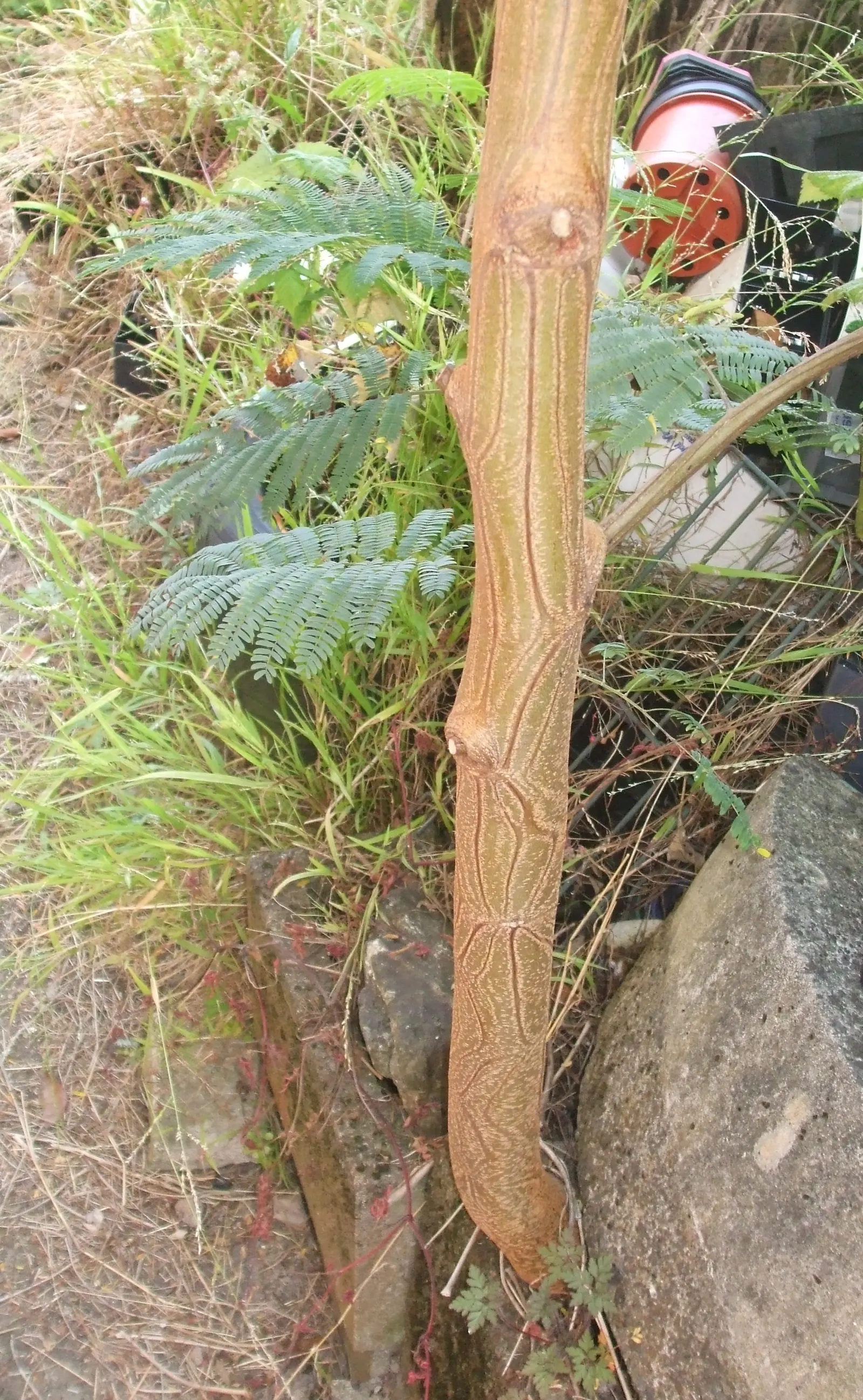 Plume Albizia (Albizia Distachya) — Its leaves are finely bipinnate