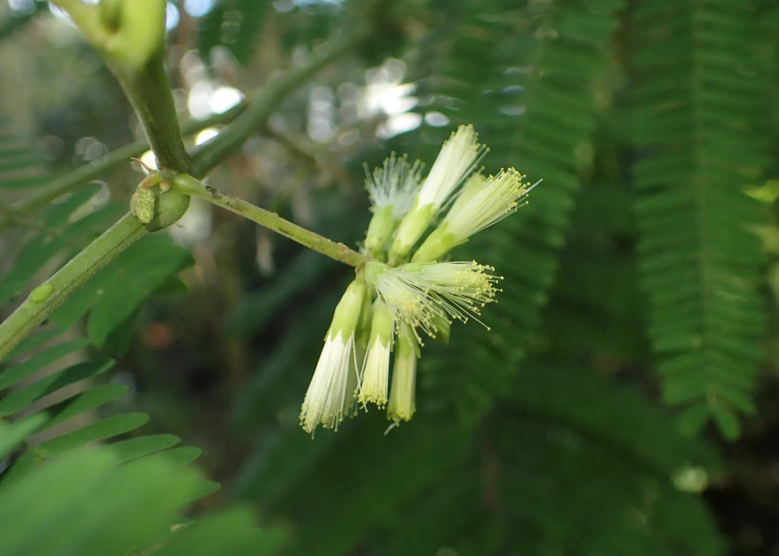 Plume Albizia (Albizia Distachya) — commonly called Plume Albizia
