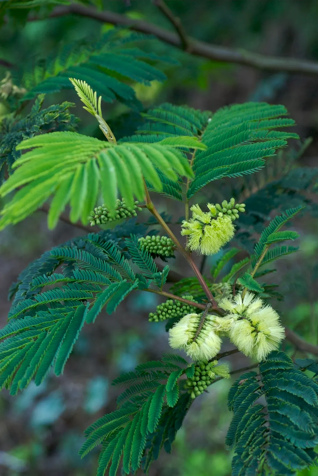 Plume Albizia (Albizia Distachya) — Its leaves are finely bipinnate, image 41