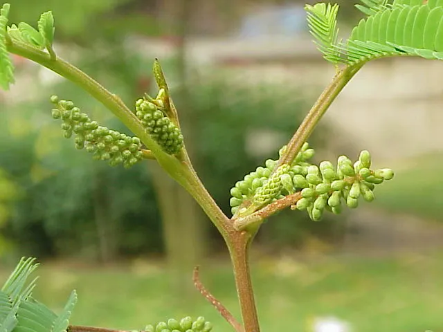 Plume Albizia (Albizia Distachya) — It is noted for its feathery bipinnate leaves and fluffy