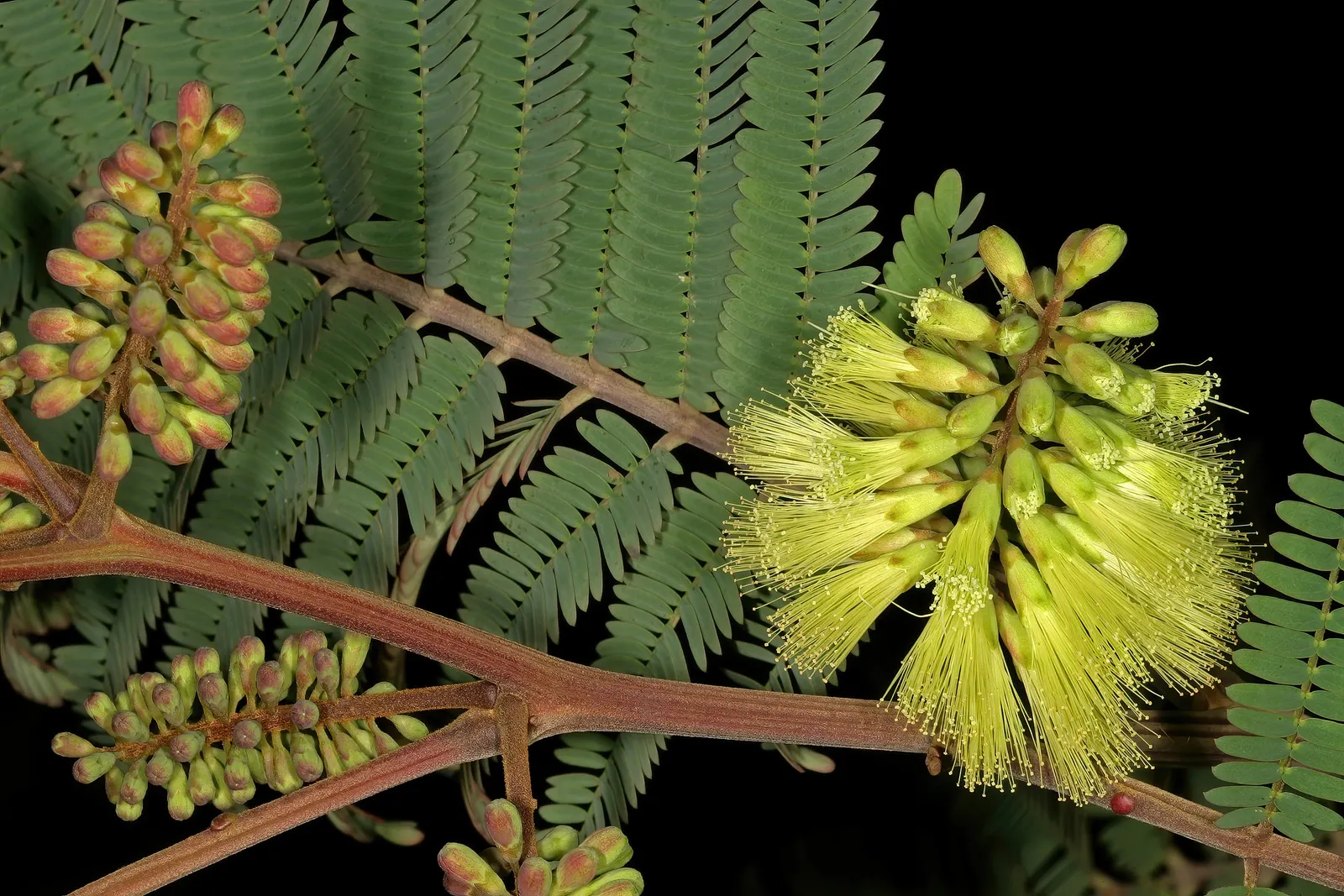 Plume Albizia (Albizia Distachya) — the Plume Albizia produces an exquisite display of puffball-like flowers; commonly called Plume Albizia