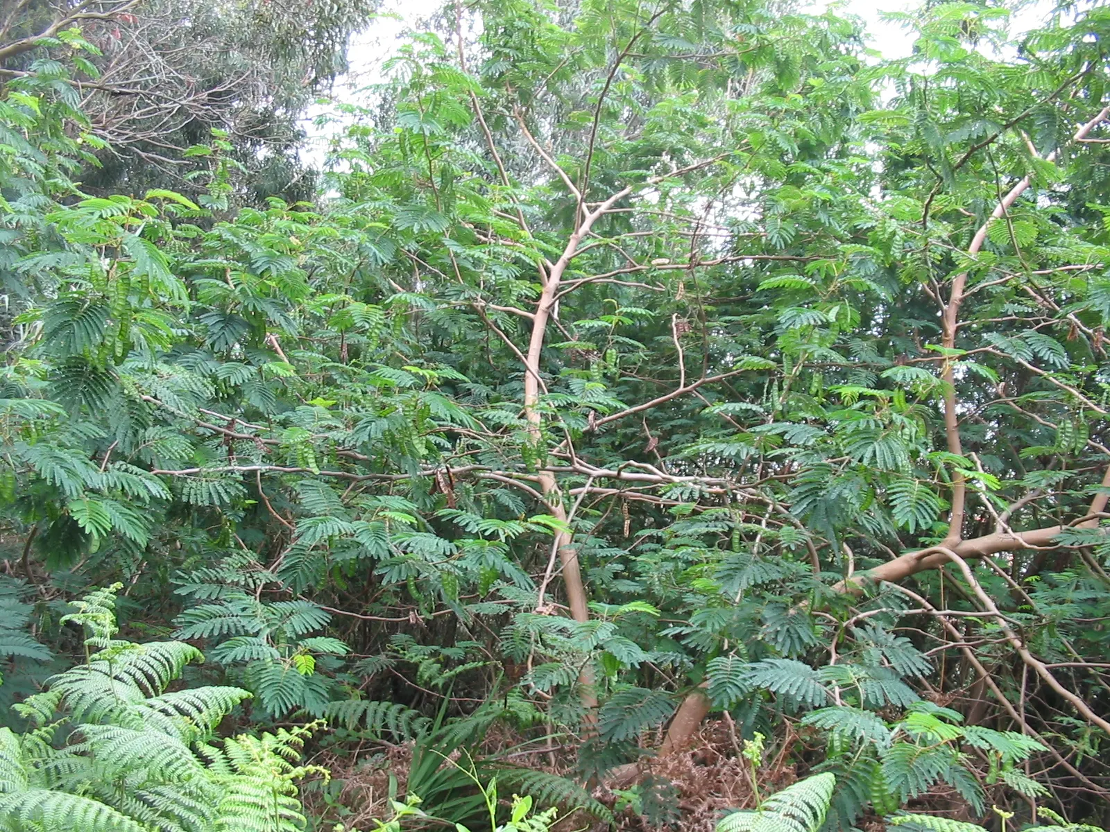 Plume Albizia (Albizia Distachya) — This low-maintenance tree prefers full sun, well-drained soils, and is drought-tolerant once established; provided they are