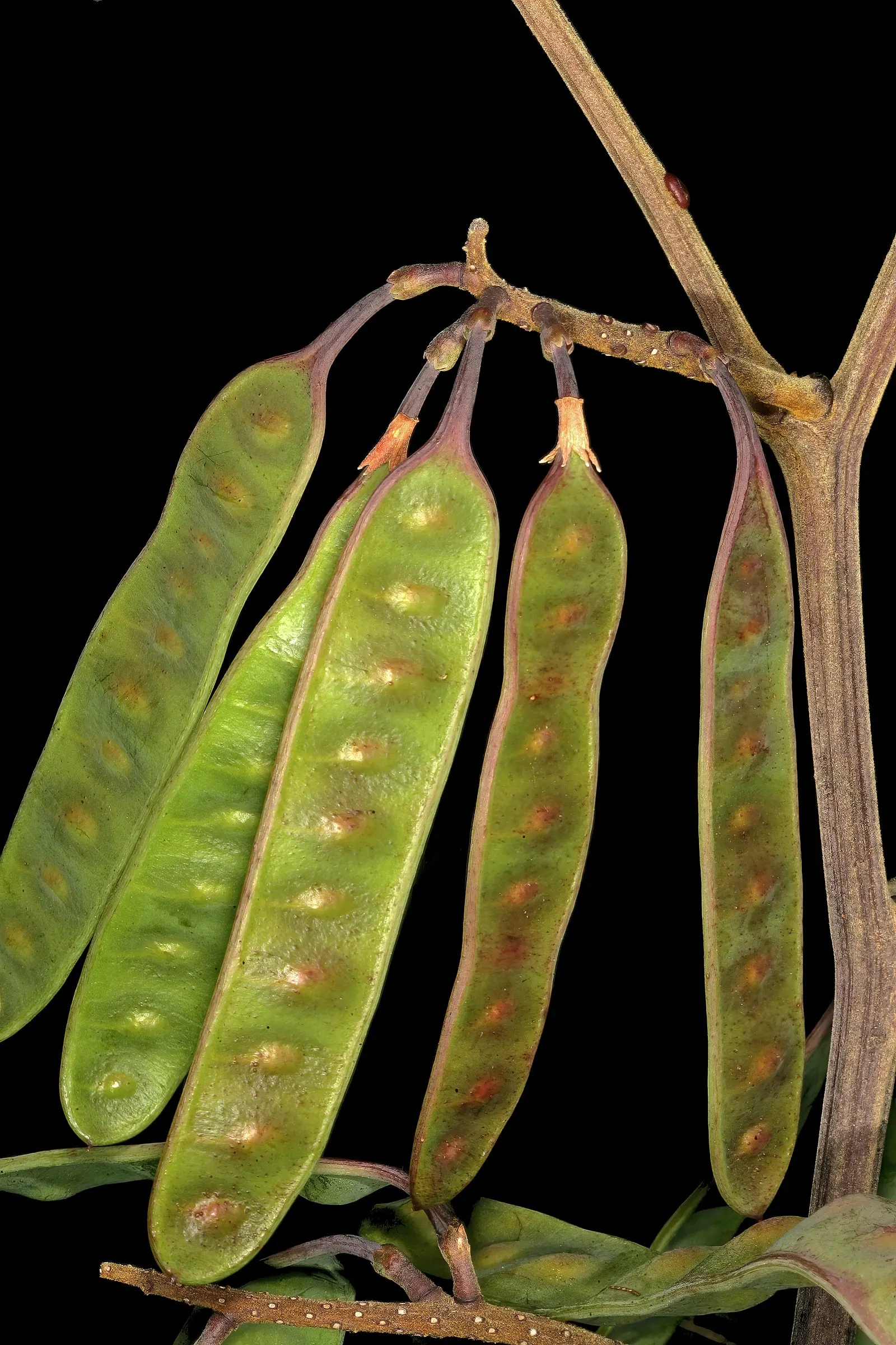 Plume Albizia (Albizia Distachya) — Albizia distachya can be susceptible to frost, image 50