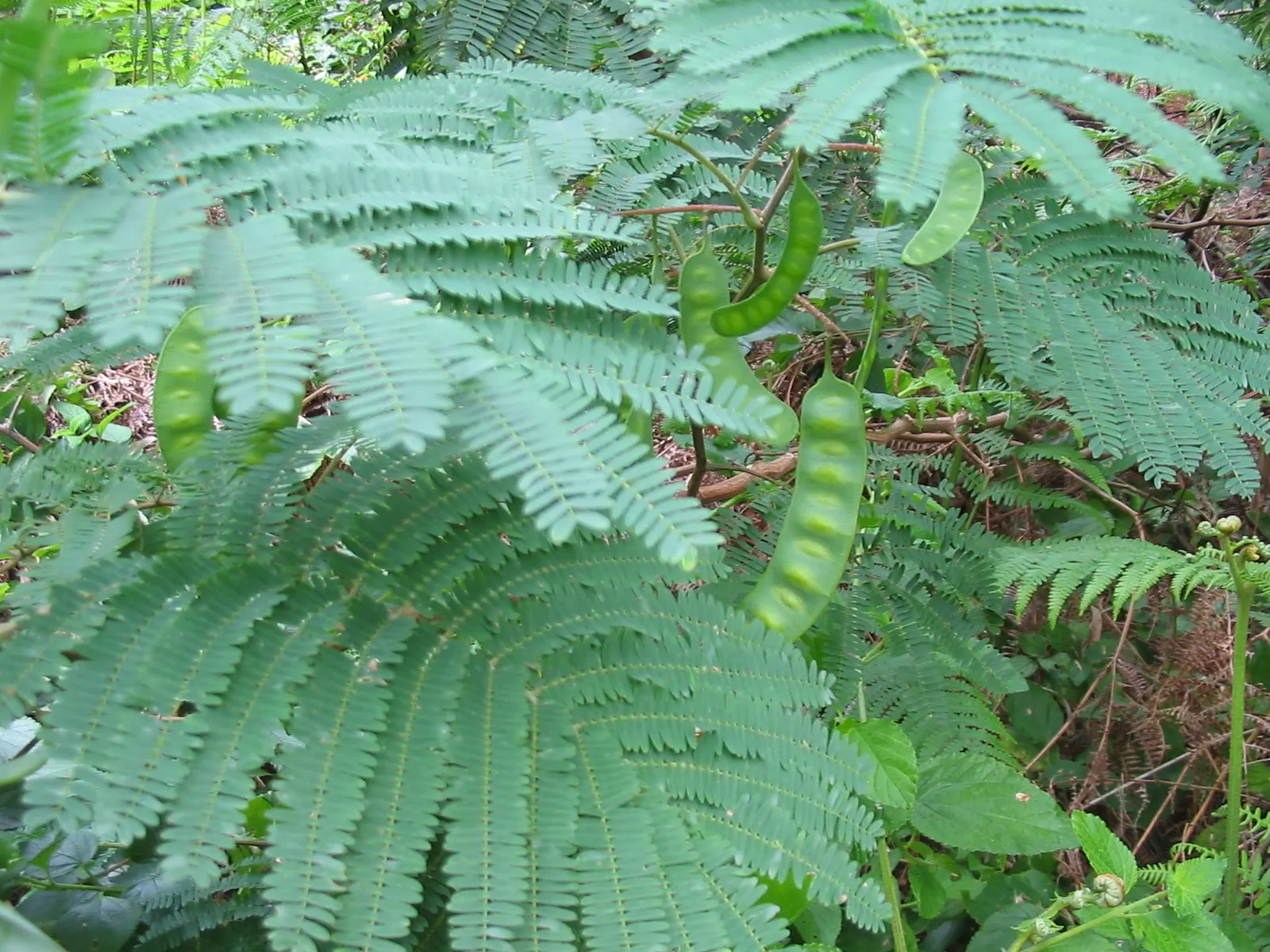 Plume Albizia (Albizia Distachya) — commonly called Plume Albizia; it is noted for its feathery bipinnate leaves and fluffy