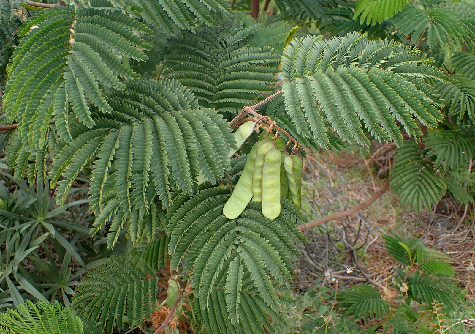 Plume Albizia (Albizia Distachya) — Originating from Southeast Asia; this low-maintenance tree prefers full sun, well-drained soils, and is drought-tolerant